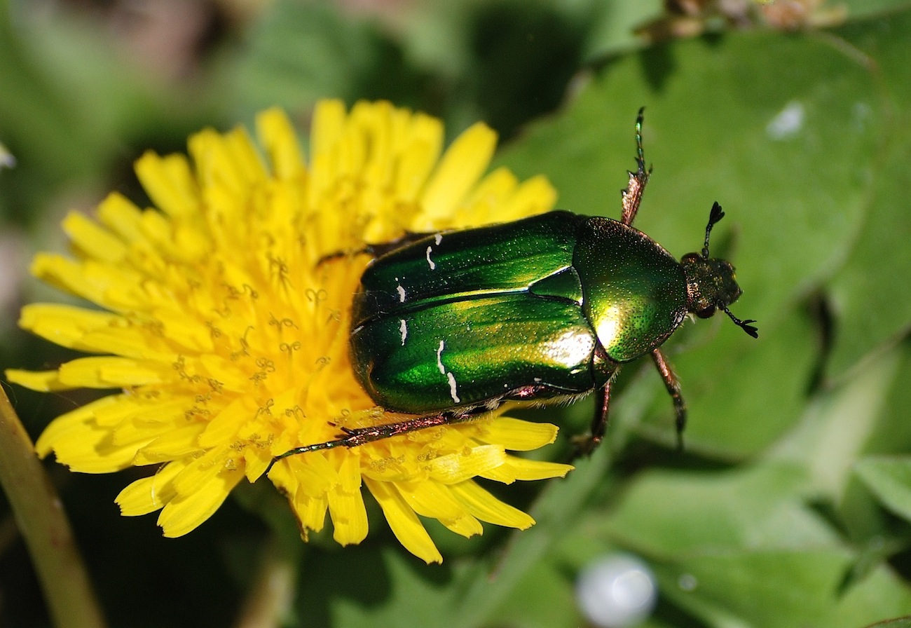 Cetonia aurata pisana